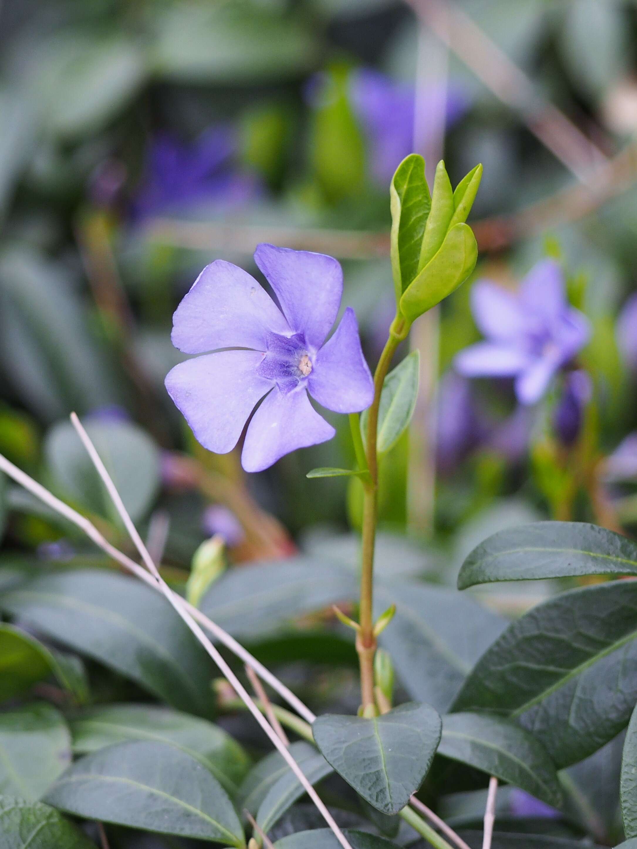 Image of Common Periwinkle