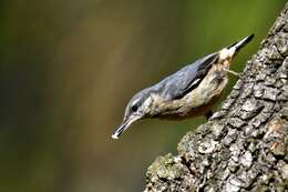 Image of Eurasian Nuthatch