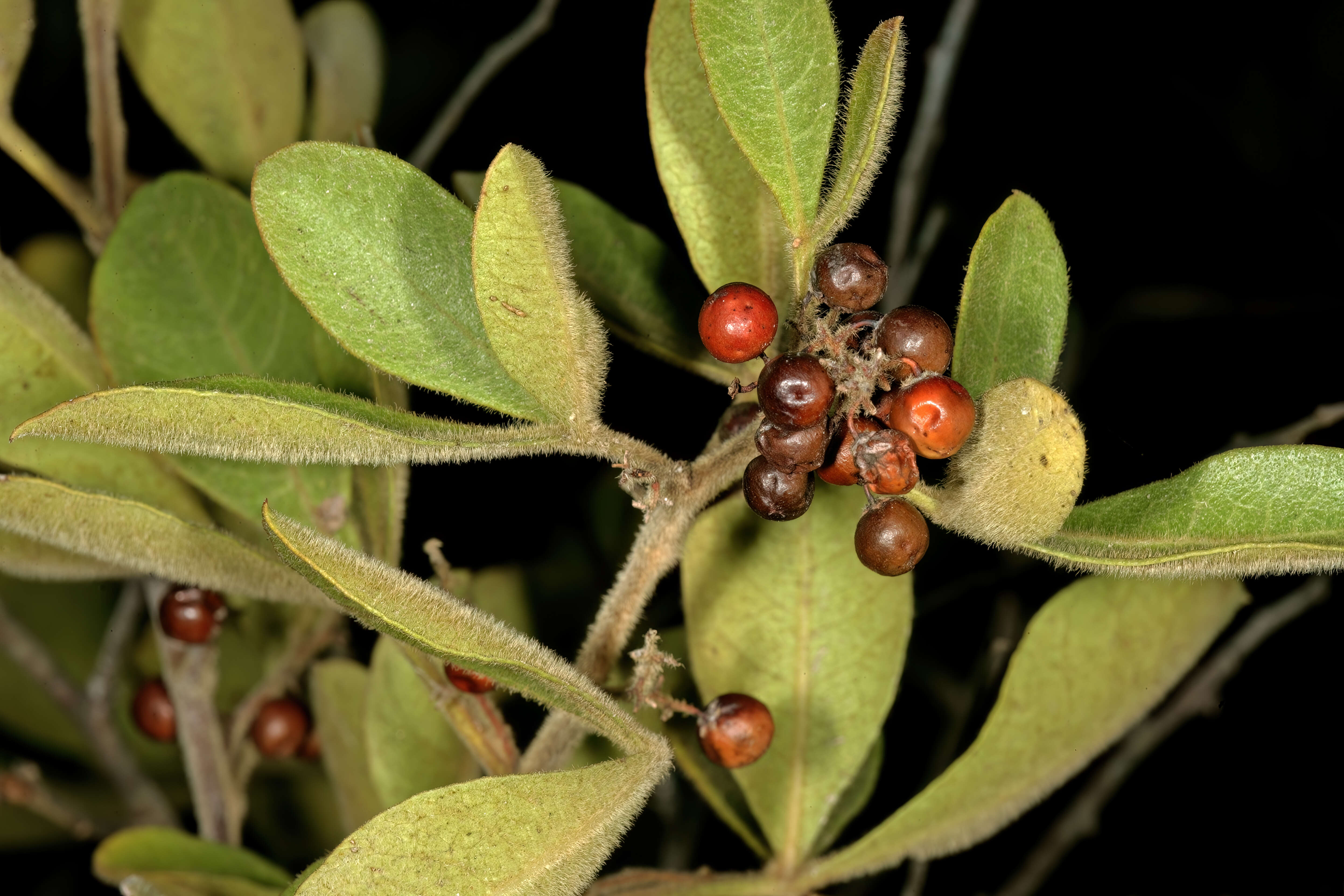 Image of blue-fruited crowberry