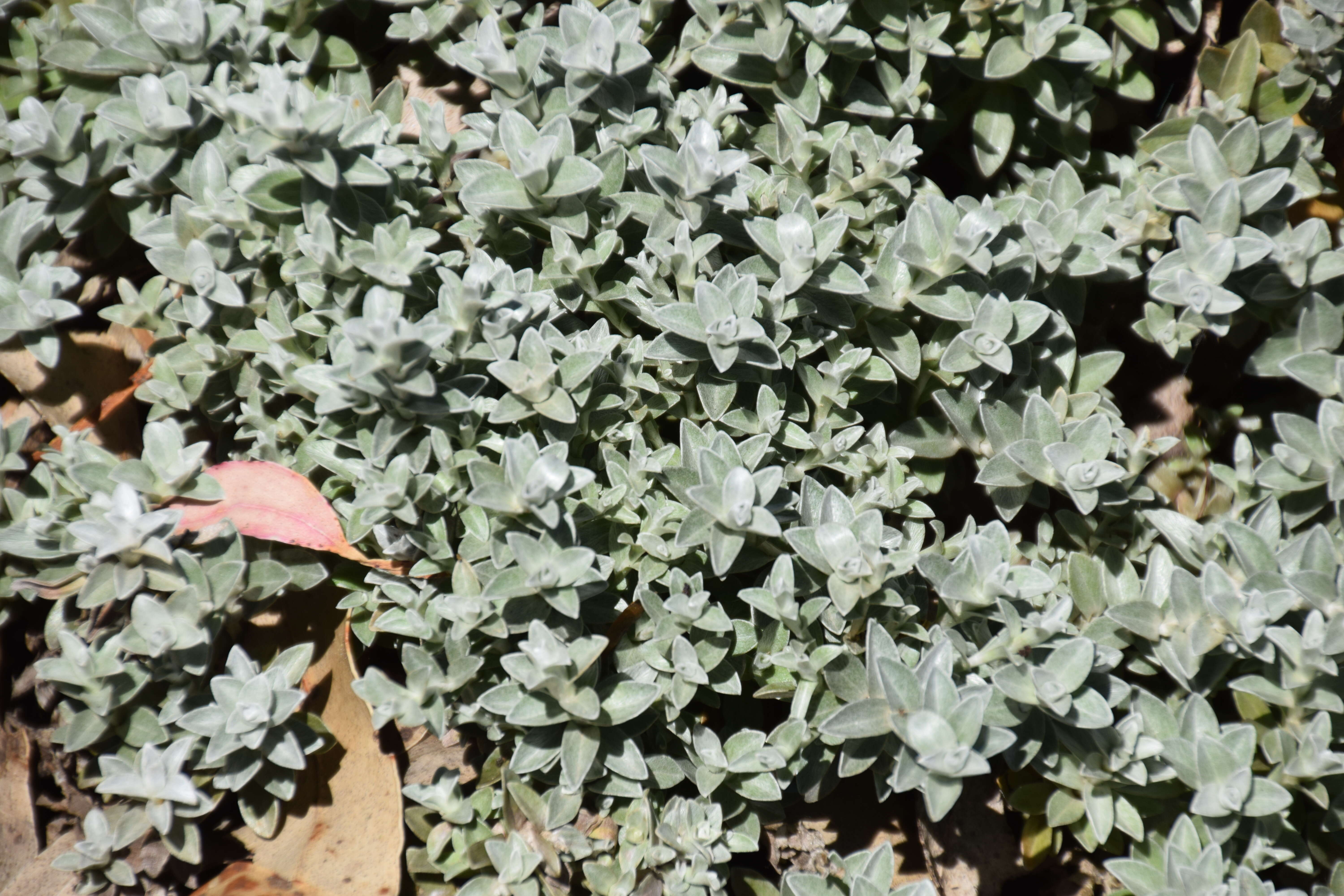 Image of Helichrysum retortum (L.) Willd.