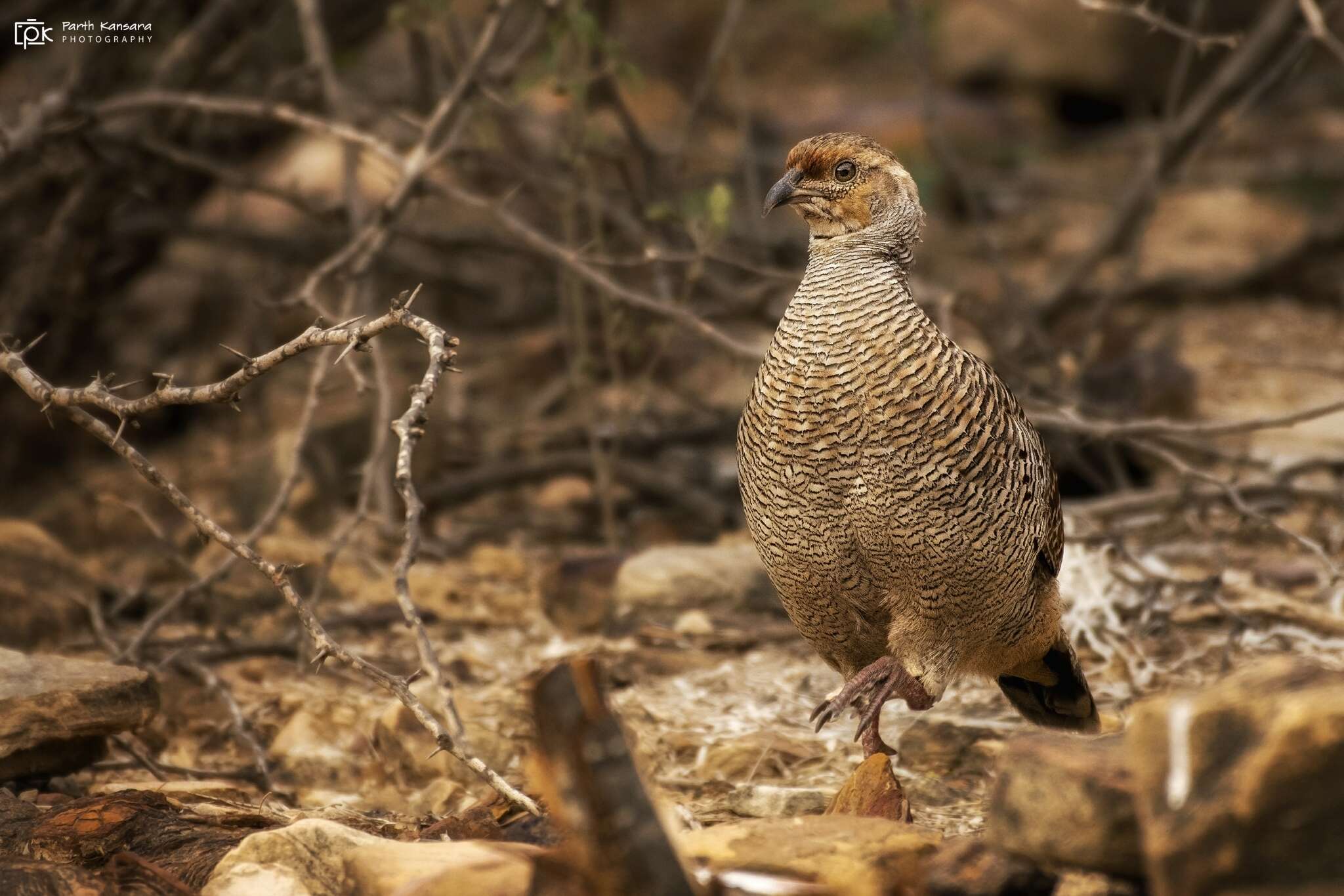 Image of Gray Francolin