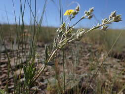 Image of woolly cinquefoil