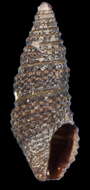 Image of Crassispira nigrescens (C. B. Adams 1845)