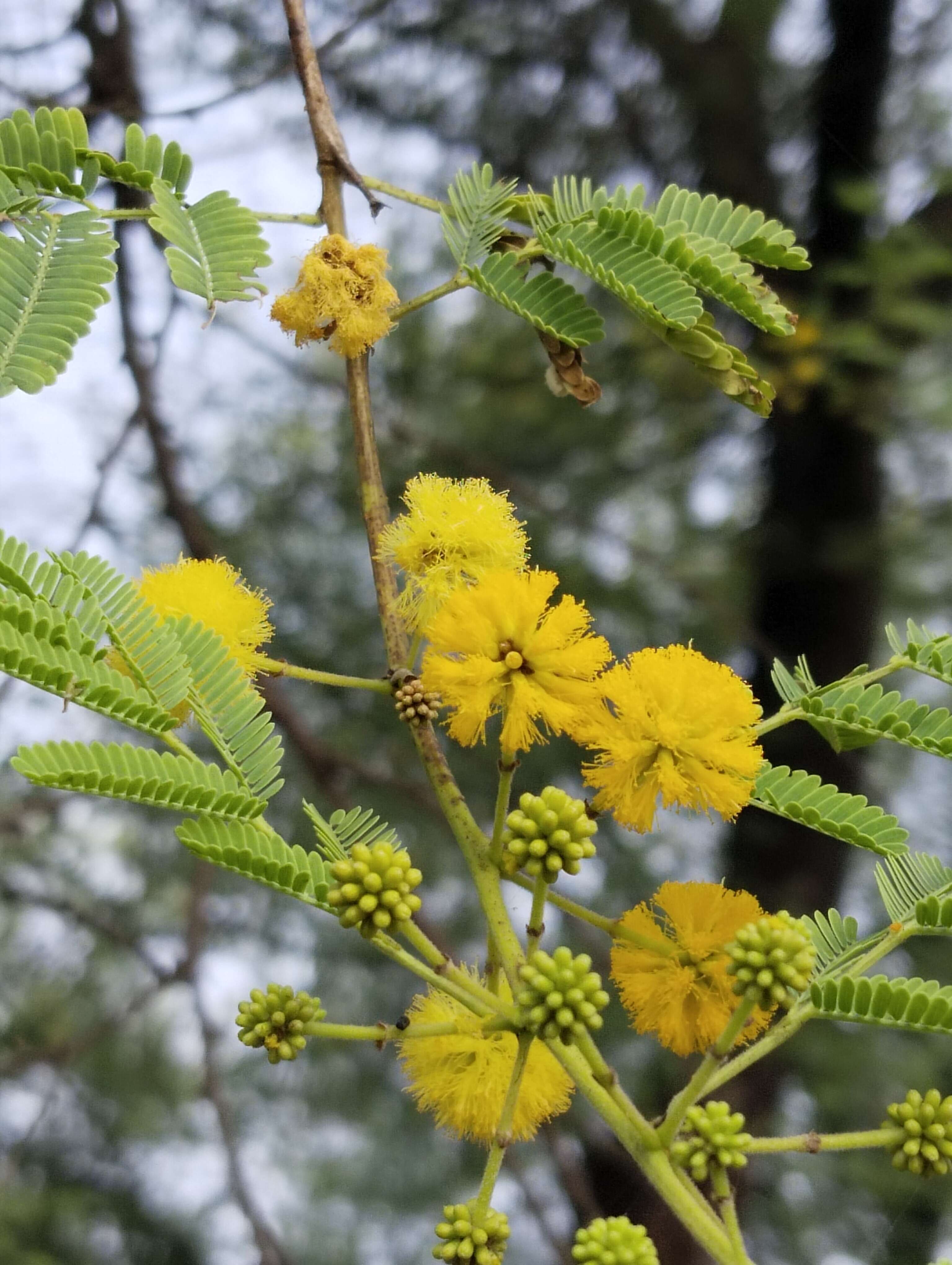 Plancia ëd Vachellia nilotica