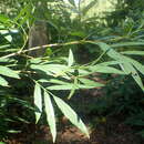 صورة Fraxinus baroniana Diels