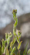 Image of alpine rockcress