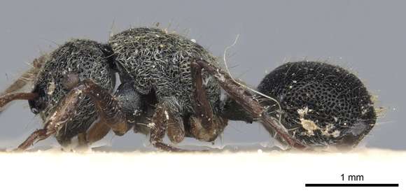 Image of <i>Echinopla serrata</i> (Smith 1859)