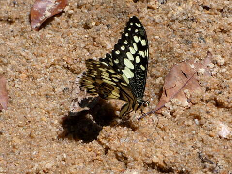 Image of Papilio grosesmithi Rothschild 1926