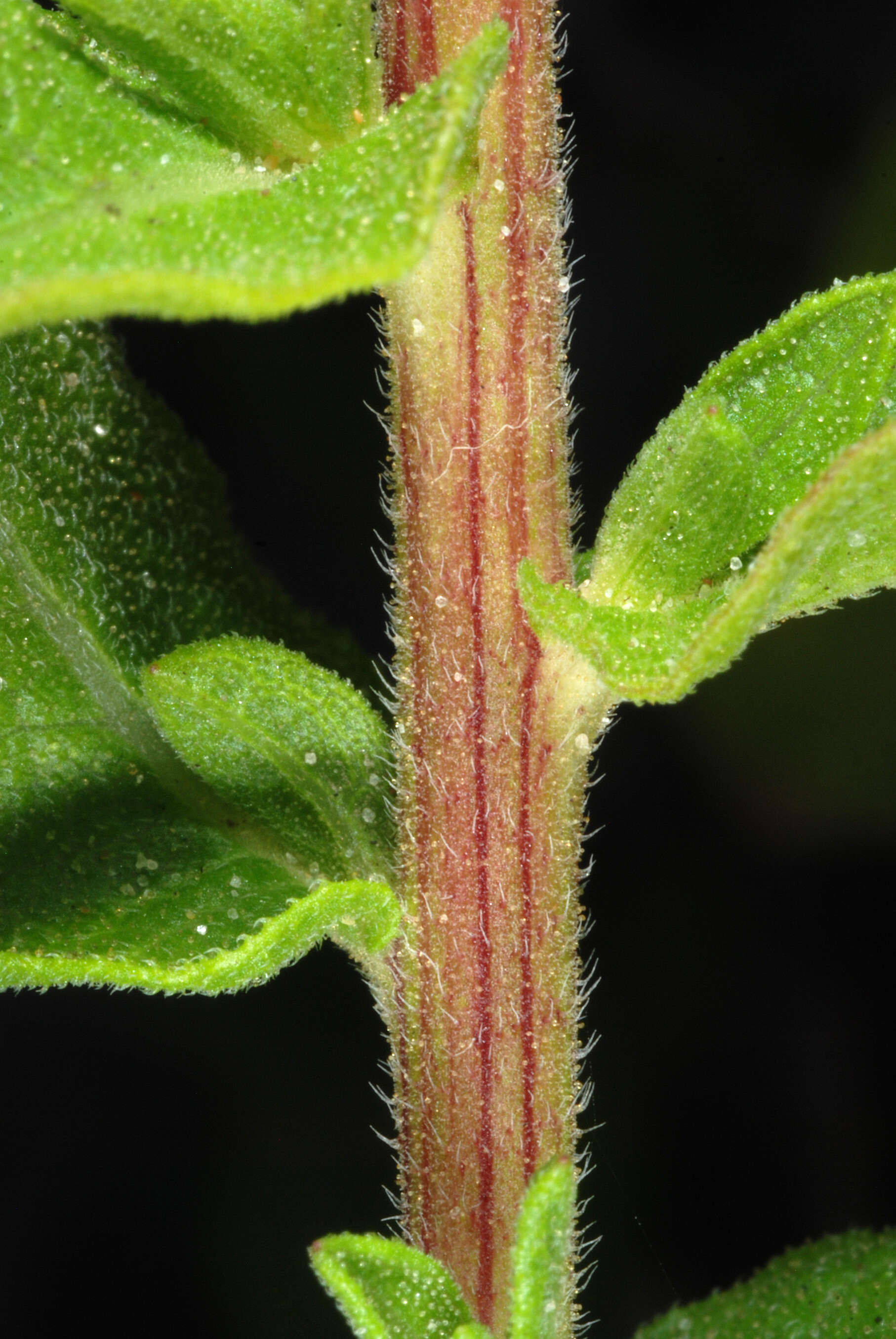 Слика од Heterotheca subaxillaris (Lam.) Britt. & Rusby