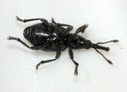 Image of Ceratapion onopordi