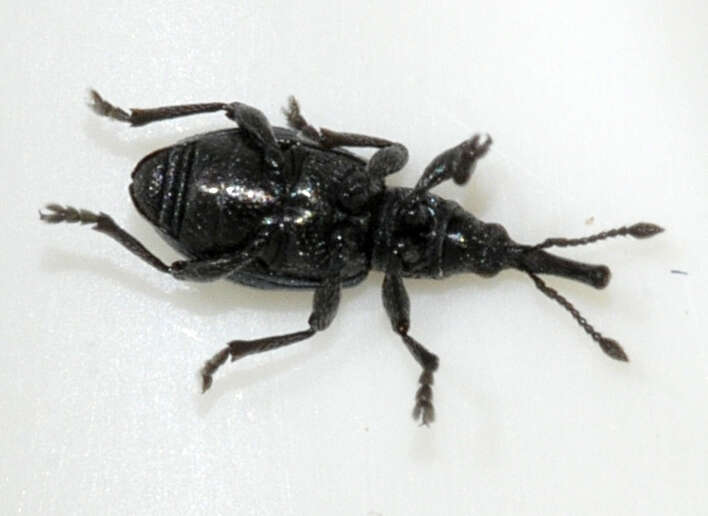 Image of Ceratapion onopordi