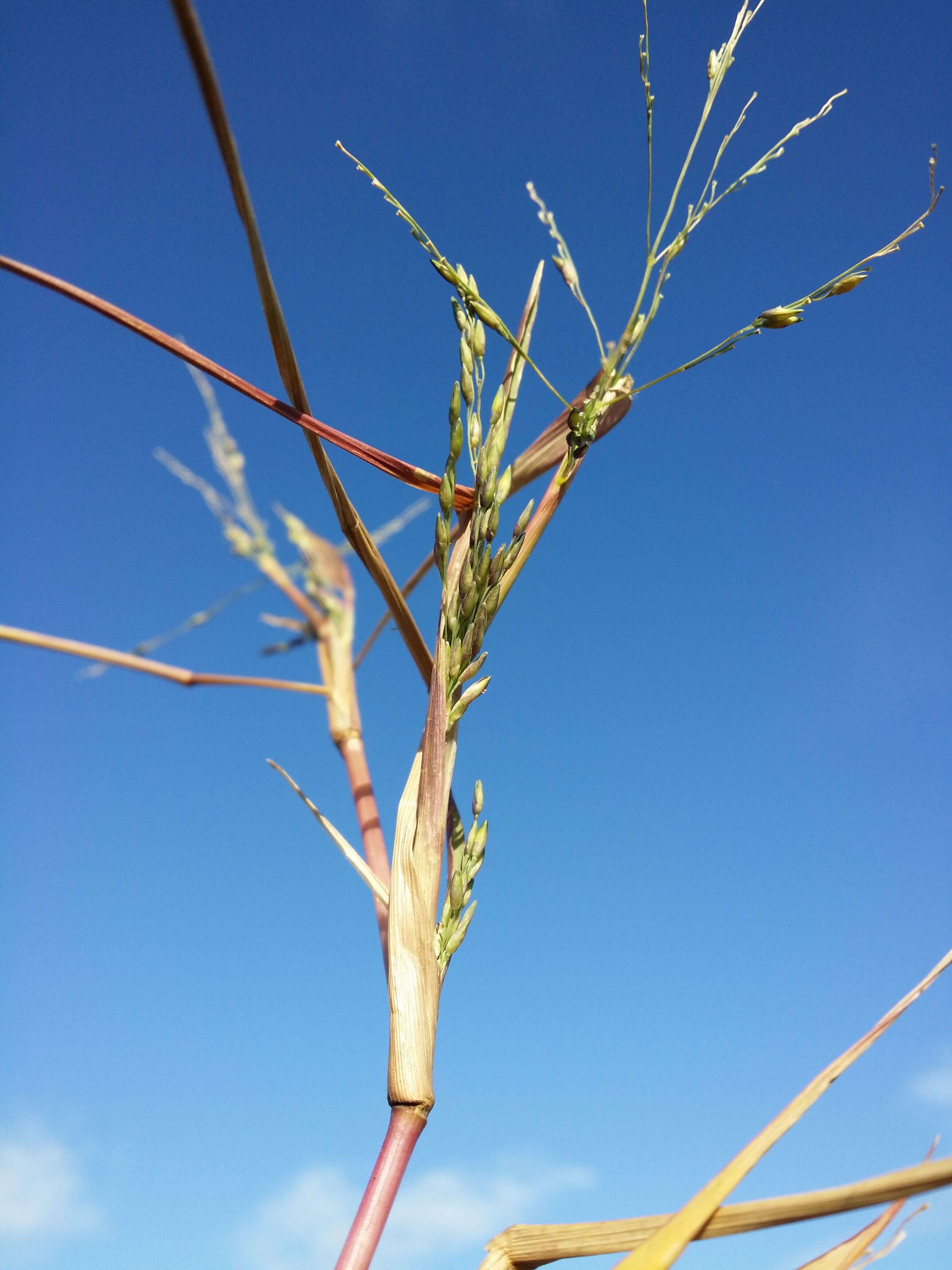 Imagem de Panicum dichotomiflorum Michx.