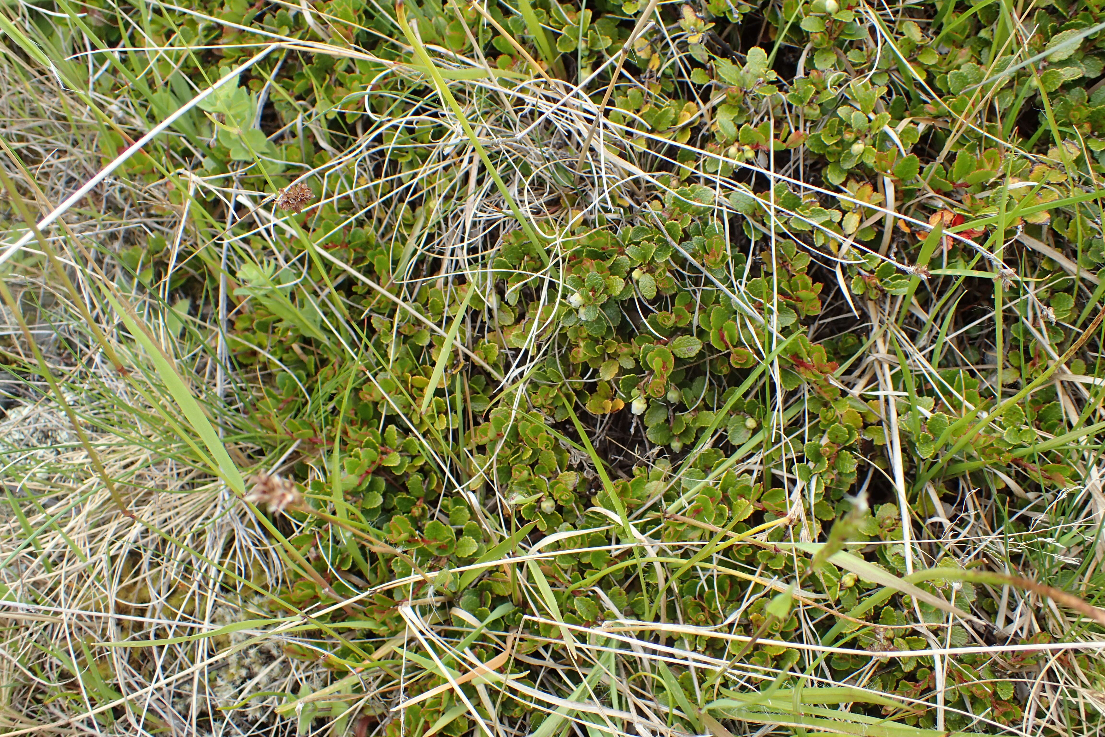 Image of Gaultheria depressa Hook. fil.