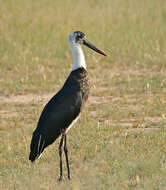 Image of African Woolly-necked Stork