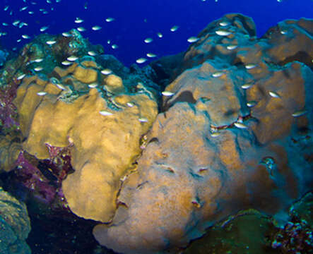 Image of Mountainous Star Coral