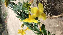 Image of Golden Trumpet or Buttercup Flower