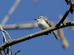 Image of Rufous-winged Tyrannulet