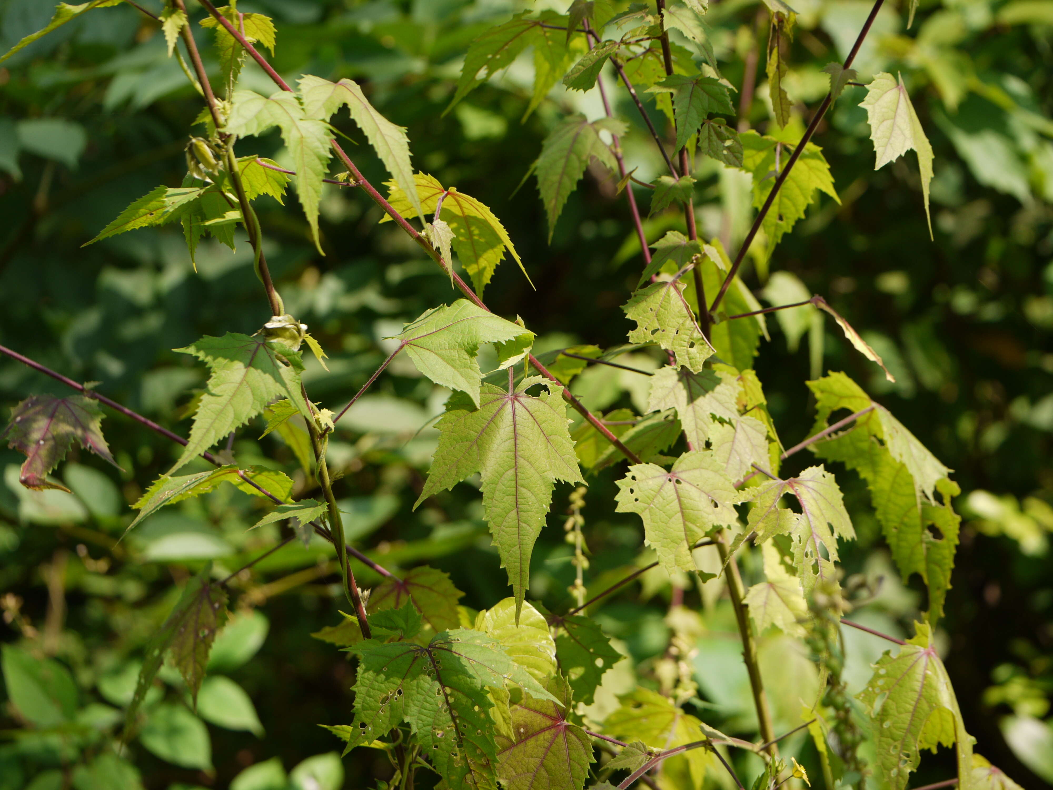 Hibiscus vitifolius L.的圖片