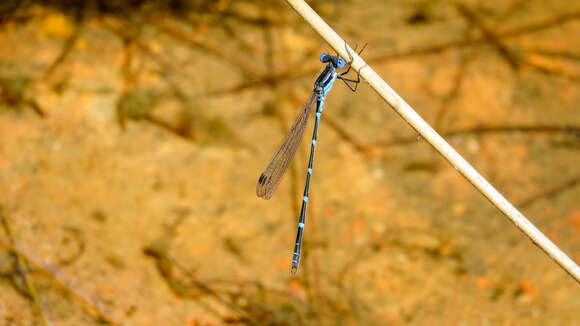 Image of Dune Ringtail