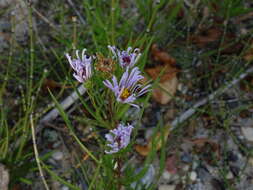 Image of Robyns' American-Aster