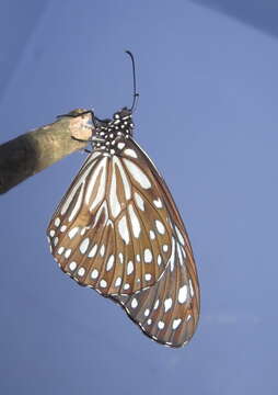 Image of Tirumala septentrionis