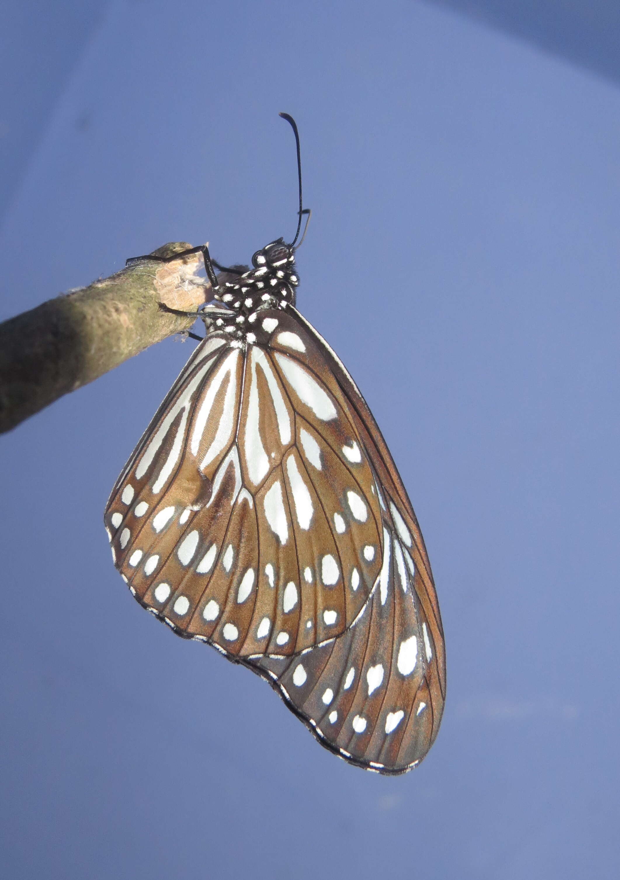 Image of Tirumala septentrionis