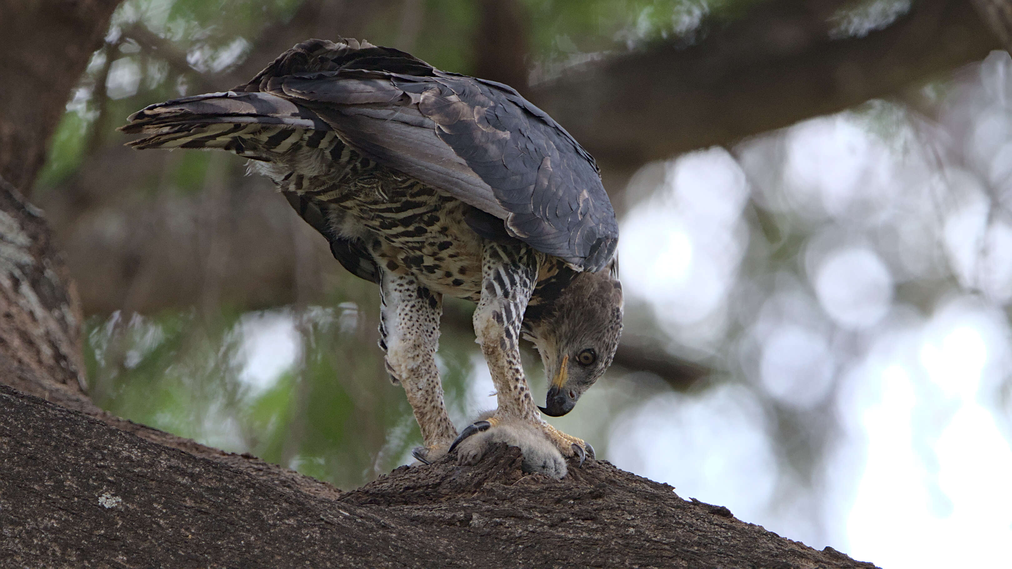 Image of Stephanoaetus Sclater & WL 1922