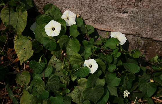 Image of Obscure Morning Glory