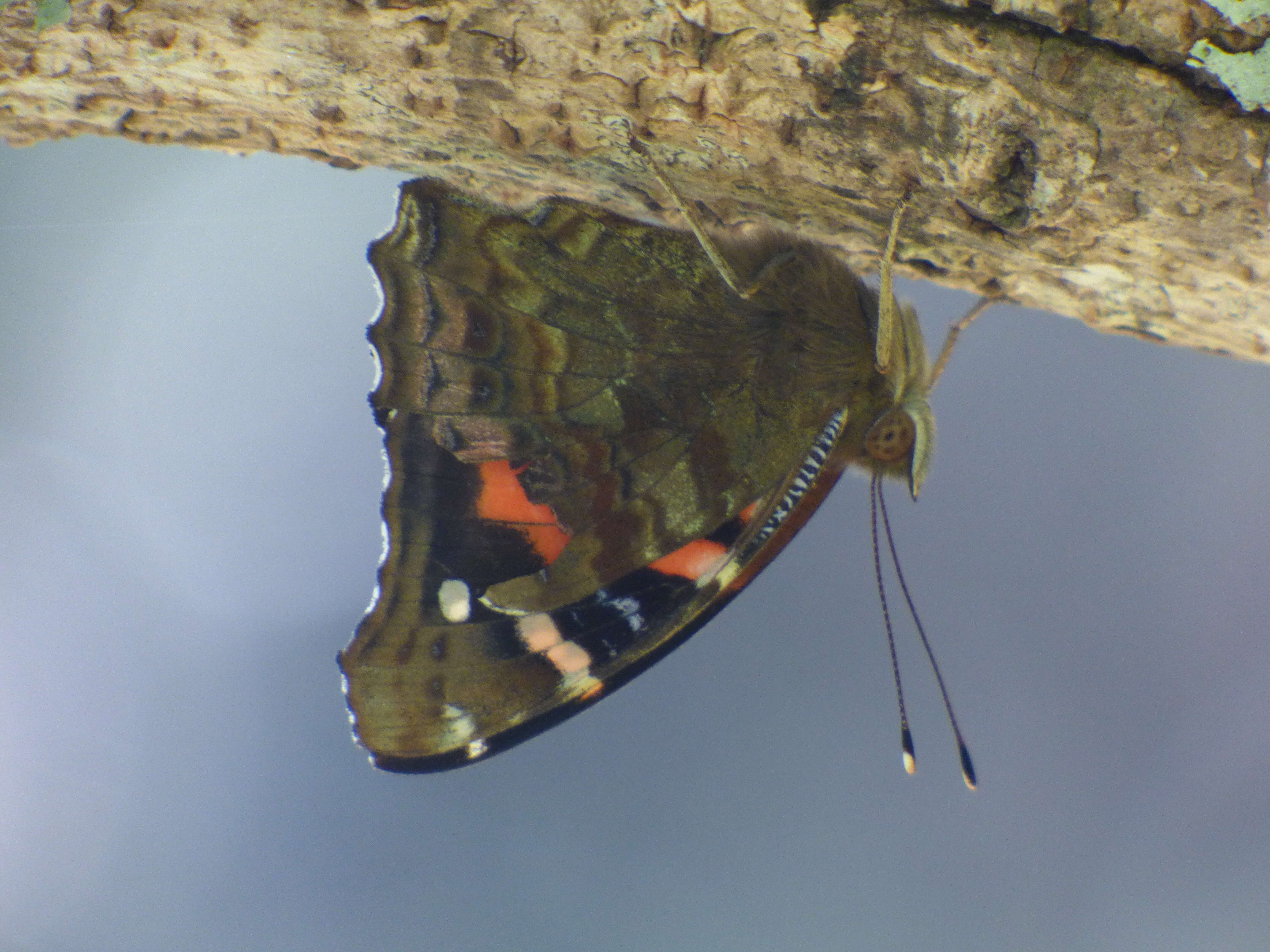 Image of Vanessa tameamea