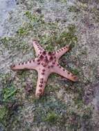 Image of chocolate chip sea star