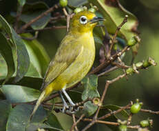 Image of Golden-yellow White-eye