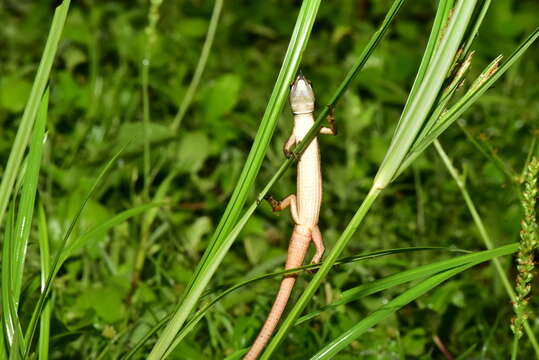 Image of Takydromus viridipunctatus Lue & Lin 2008