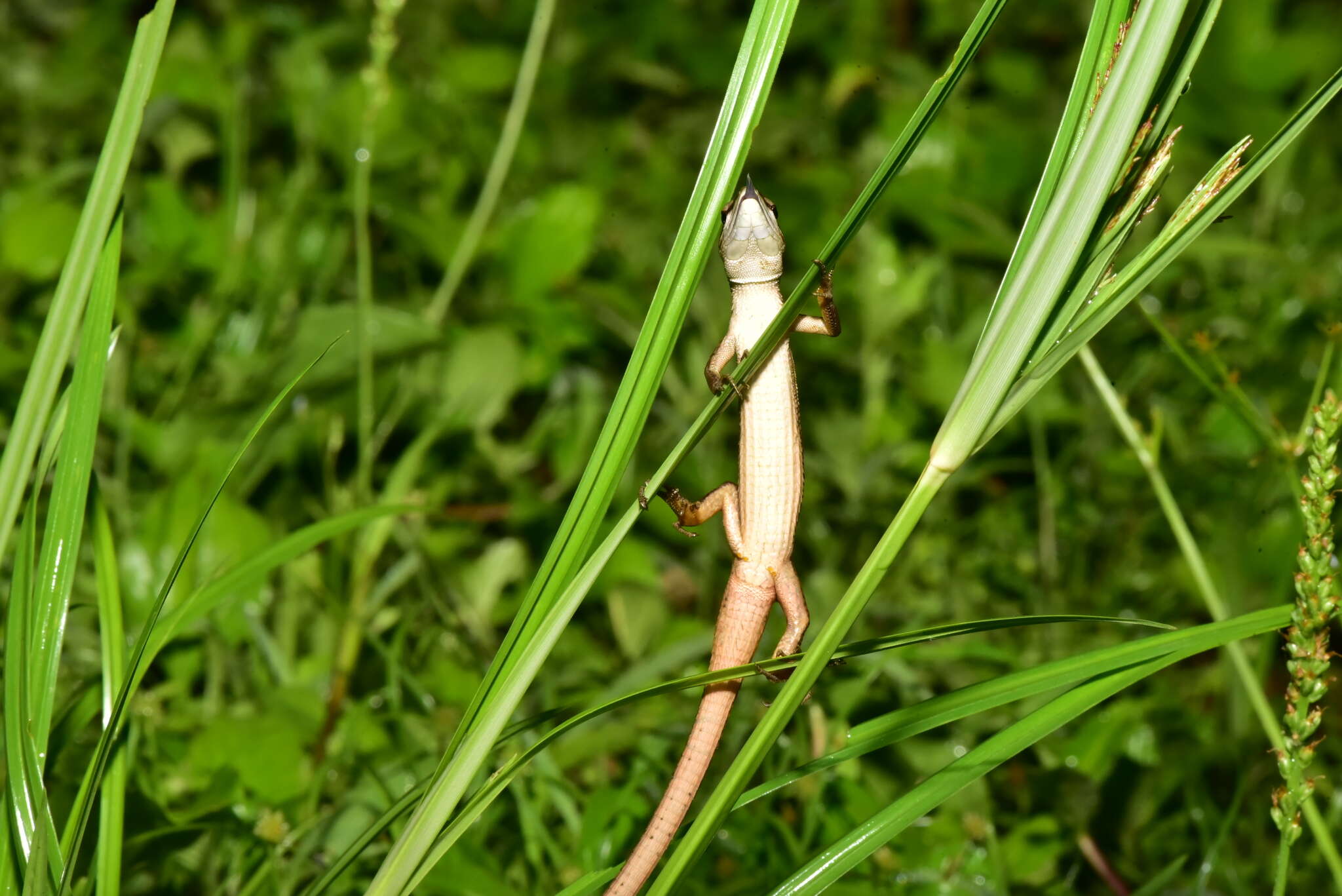 Takydromus viridipunctatus Lue & Lin 2008 resmi