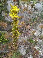 Image of yellow asphodel