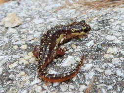 Image of Lycian salamander