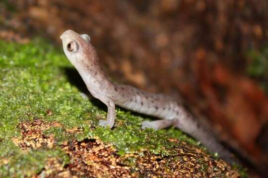 Image of Bolitoglossa Duméril, Bibron & Duméril 1854