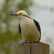 Image of White Woodpecker