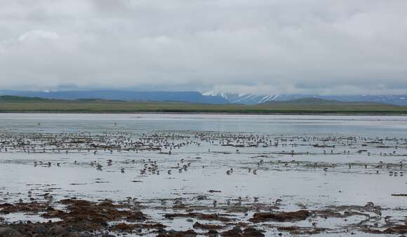 Image of Western Sandpiper