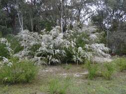 Image of Leptospermum brevipes F. Müll.