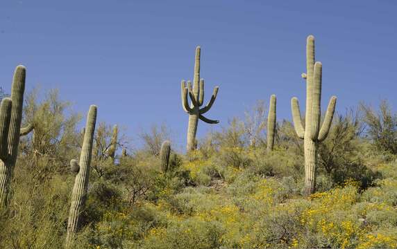 Image of saguaro