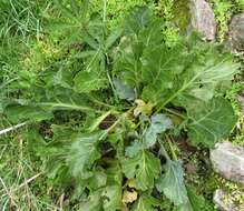 Image of sea kale