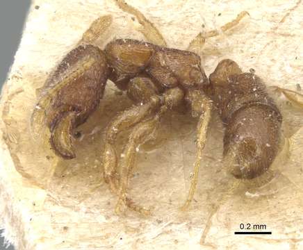 Image of <i>Gnamptogenys epinotalis</i> (Emery 1897)