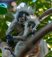 Image of Red Colobus