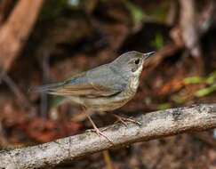 Image of Siberian Blue Robin