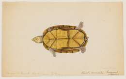 Image of mud turtle