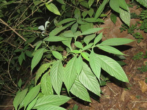 Strobilanthes integrifolius (Dalz.) Kuntze resmi