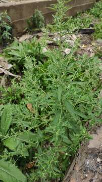 Image of Russian pigweed