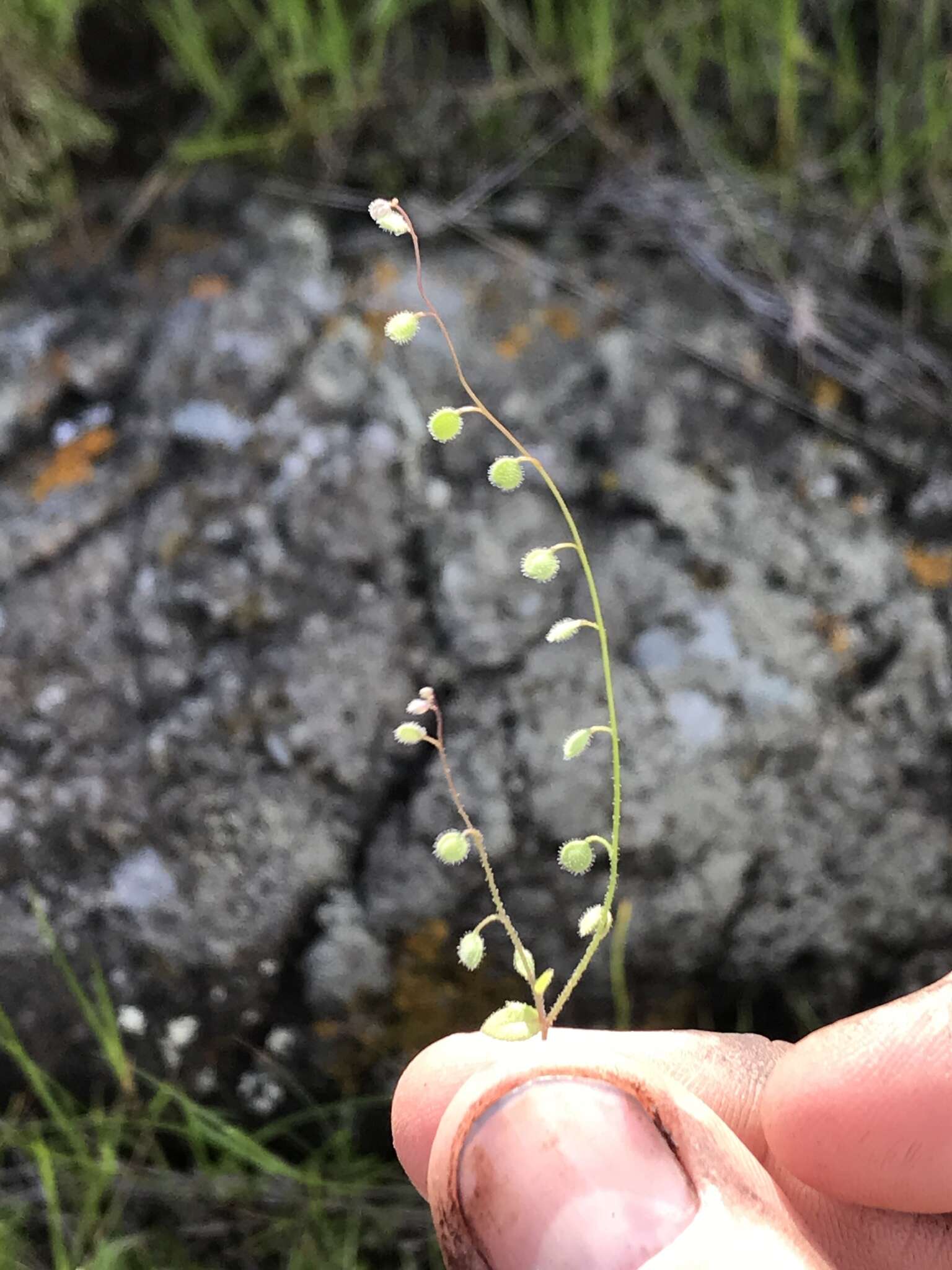 Image of sandweed