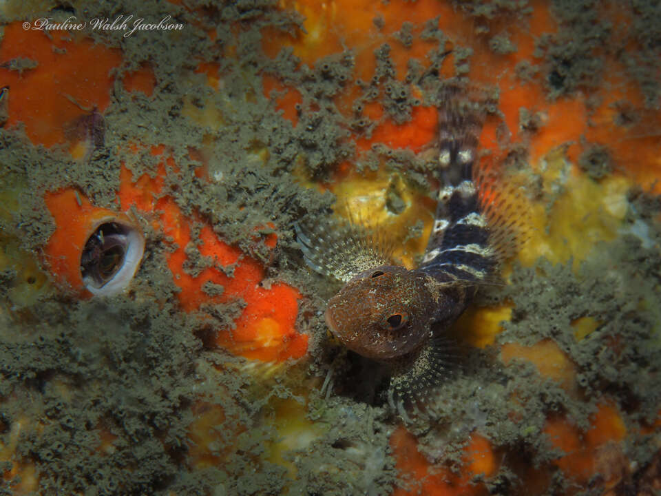 Image of Barred Blenny