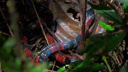 Image of Mimic False Coral Snake